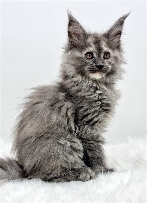 nikomacoon